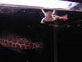 雷魚（カムルチー）水槽にカエルを入れてみました。捕食！