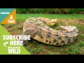 mortal dangers of the sepik river the marine crocodile