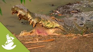 Mortal dangers of the Sepik river - The Marine Crocodile