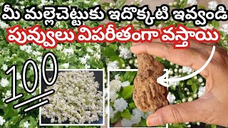 మీ మల్లెచెట్టు చిన్నదైనా పువ్వులు విపరీతంగా రావటానికి ఇది ఒక్కటి ఇవ్వండి | fertilizer for mogra