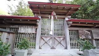 巨樹名木探訪　丹生狩場神社の杉のご神木  木の情報発信基地  P2270339