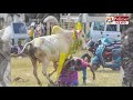 ஆவேசமாக ஓடிய காளை அதிர்ஷ்டவசமாக தப்பிய தாய் மகன் sivaganga manjuvirattu