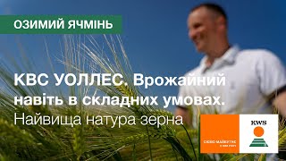 КВС УОЛЛЕС. Висока врожайність навіть в складних умовах та найвища натура зерна | КВС-УКРАЇНА