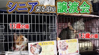 猫も人も「シニア」だらけの譲渡会に潜入