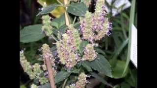 What Is Patchouli?