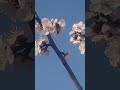 梅の花にみつばちが来た！この子は、セイヨウ蜜蜂？日本蜜蜂？どっちですかね？？