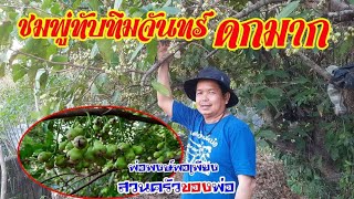 #ชมพู่ทับทิมจันทร์ดกมาก #ปลอดสารเคมี100% #พ่อพงษ์พอเพียง