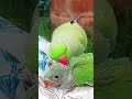 aa mittu talking cute parrot cute voice 🥰🦜 shortsvideo shorts parrotalking mithu