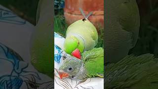 aa mittu talking cute parrot cute voice 🥰🦜#shortsvideo #shorts #parrotalking #mithu