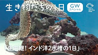 生中継！「インド洋2」水槽の1日―GWスペシャル―