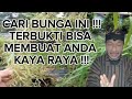 CARI BUNGA INI !!!TERBUKTI BISA MEMBUAT ANDA KAYA RAYA !!!(Mbah Yadi Channel)