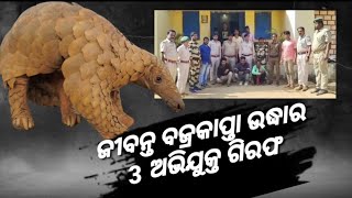 କୋଡ଼ିଙ୍ଗା :ଜୀବନ୍ତ ବଜ୍ରକାପ୍ତା ମୁଲଚାଲ ସମୟରେ ମାଡିବସିଲା ବନବିଭାଗ, ତିନି ଅଭିଯୁକ୍ତ ଗିରଫ l