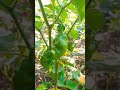 Jambo scotch bonnet | Back to Ceylon