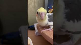 Gosha the parrot eats delicious cheese