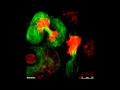 Global phosphoproteomic mapping of early mitotic exit in human cells identifies novel substrate...