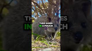 Why Quokkas Are the Cutest Smiling Creatures! #facts #australianature #animalfacts #animalknowledge