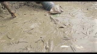 จับปลาอลังการฝูงปลาช่อนใหญ่กับฝูงปลากรายเยอะมากๆในสระบัว-Catching big snakehead fish a lot on mud