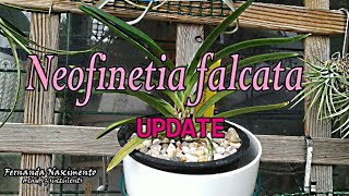 NEOFINETIA FALCATA update #CareCollab LEGENDAS em PORTUGUÊS