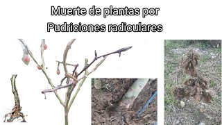 Muerte de plantas por pudriciones radiculares