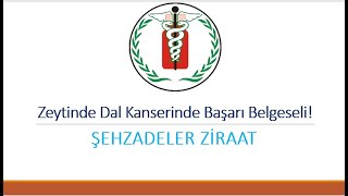 Zeytinde Dal Kanseri Ile Mücadelede Başarı Belgeseli