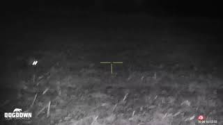 Fox at 176 yards using the Atn 4k Pro and nightsnipe NS750 IR