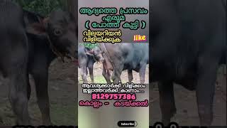 സൂപ്പർ എരുമയും പോത്ത് കുട്ടിയും