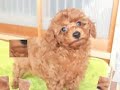 トイプードルの子犬 1月10日 生後45日 熊本