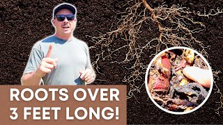 Making Amazing Garden Soil with Huge Roots!