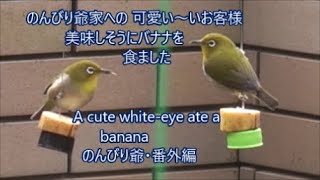 🐤可愛い～いメジロさんが バナナを食べた🍌   A cute white-eye ate a banana