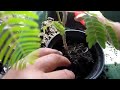 11 08 2022 albizia persian silk trees potting up seedlings