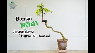 Gu Bonsai Workshop : บอนไซ ต้นพุดผา  วัตถุดิบใหม่ในสวน Gu bonsai