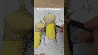 Kowhai Drawing #drawing #art