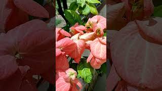 beautiful pink mussaenda flower🌸 || ixoroideae plant #nature #peace #garden #shots #youtubeshorts