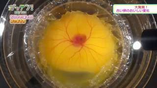 These Japanese students are the first in the world to hatch a chicken outside of its eggshell!