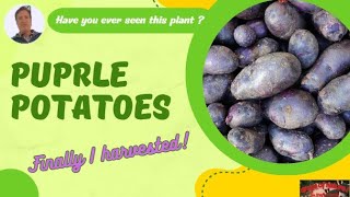 The Magic of Purple Potatoes: A Colorful Superfood