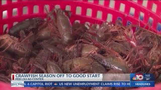 NBC 10 News Today: Crawfish Season