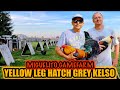 Yellow Leg Hatch Grey Kelso ~ MIGUELITO GAMEFARM