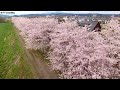 空撮　宮城県 大河原町「白石川堤一目千本桜」 aerial shoot above shiraishi river hitome 1000 sakura trees in miyagi japan