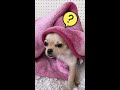 【i love❤️hot water bag】湯たんぽから離れたくない子犬🐶