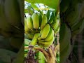 Desi Banana..#fruits