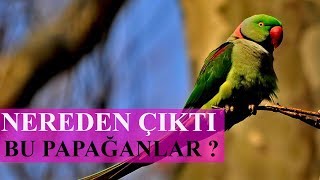 Nereden Çıktı Bu Papağanlar ?