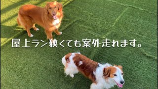 【屋上ドッグラン】狭いですが犬達は意外と走り回れます♪ コーイケルホンディエのテラとノバスコシアダックトーリングレトリバーのピコとの暮らし