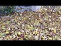 el toro ultra blower vac vs cherry tree angry leaves 250 mph wind speed. enough to blow your mind.