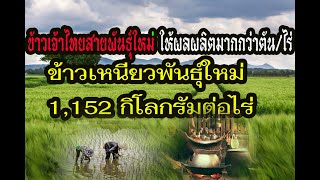 #เกษตรกร ไทยได้เฮ ชาวนาไทยยิ้มร่า ข้าวเหนียวข้าวเจ้าไทย สายพันธุ์ใหม่ผลผลิตเกิน1,000กิโลกรัมต่อไร่