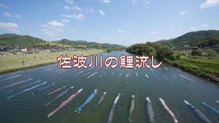 山口県の風景『佐波川の鯉流し』防府市