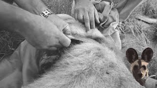 Male Lion gets a Collar #SafariWithBrent Season 1 Episode 4