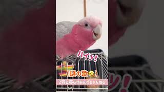 合いの手を入れてくれる愉快なオウム【モモイロインコ】#shorts