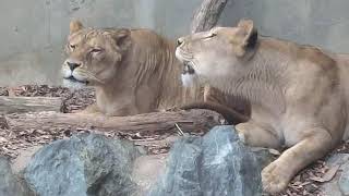 メスライオンの咆哮(かみね動物園)