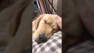 眠過ぎて目を開けていられない犬