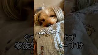 家族が病気の時に寄り添う優しい犬 #yorkie #yorkshire #ヨーキー #ヨークシャーテリア #ヨークシャテリア